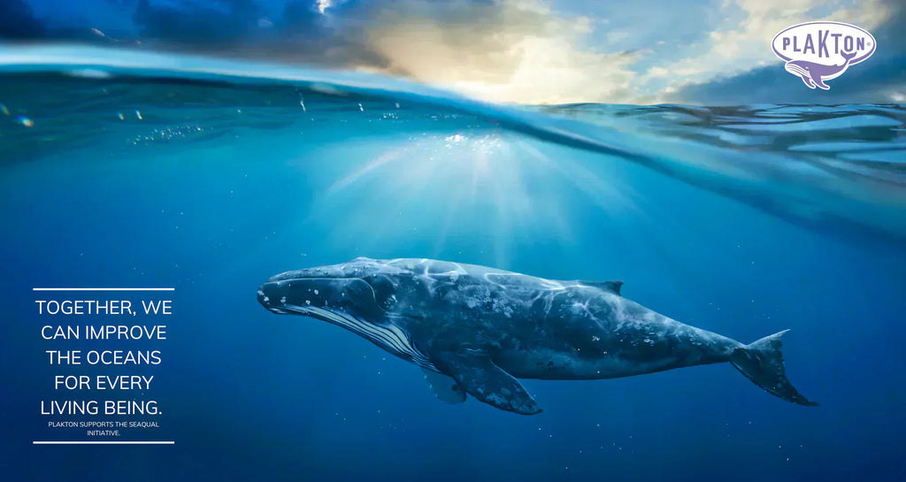 Plakton and the Ocean: Our Journey Alongside the Whale